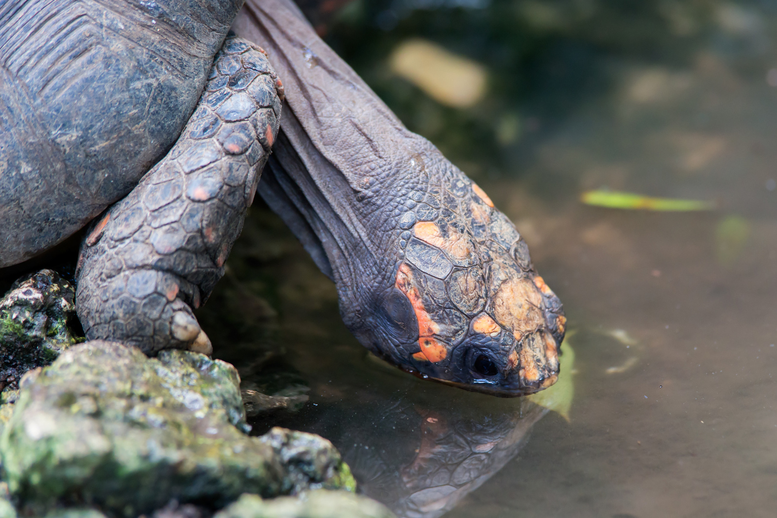 Barbados Wildlife Reserve - St. Peter, Barbados 2014