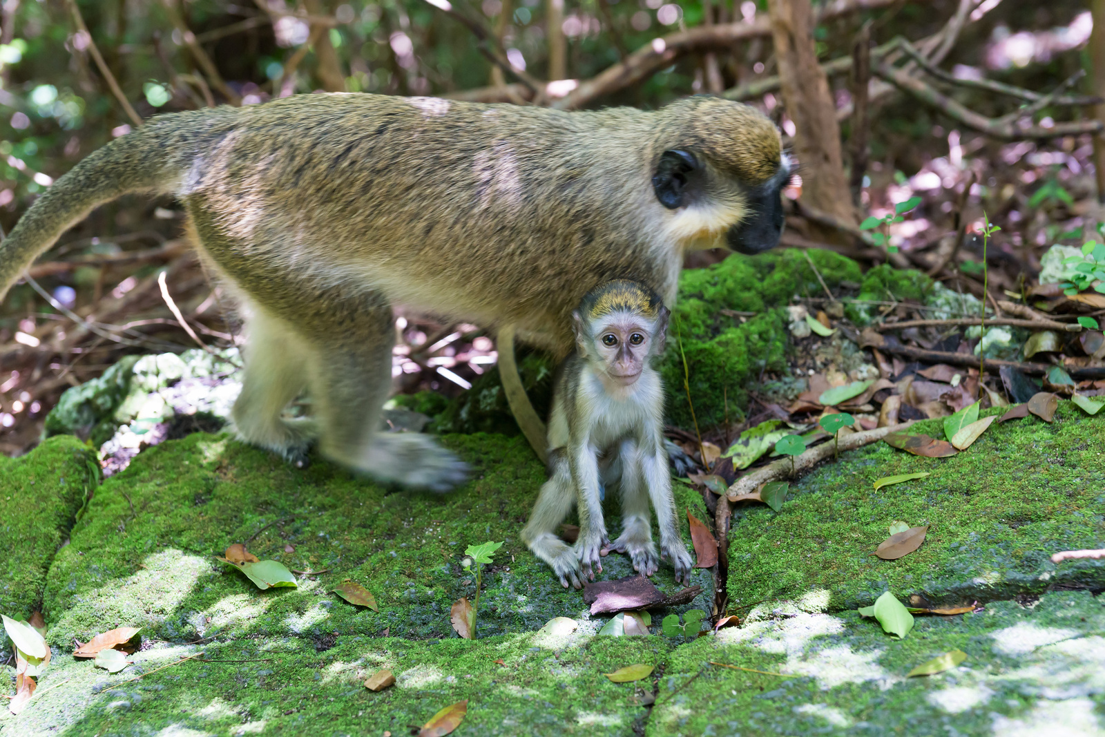 Green Monkey Family @ Grenade Hall Forest - Barbados 2014