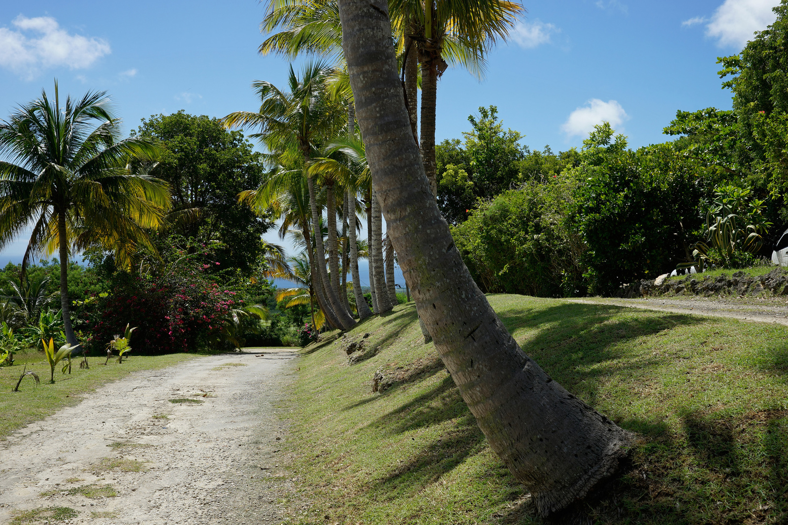 Grenade Hall Forest - Barbados 2014