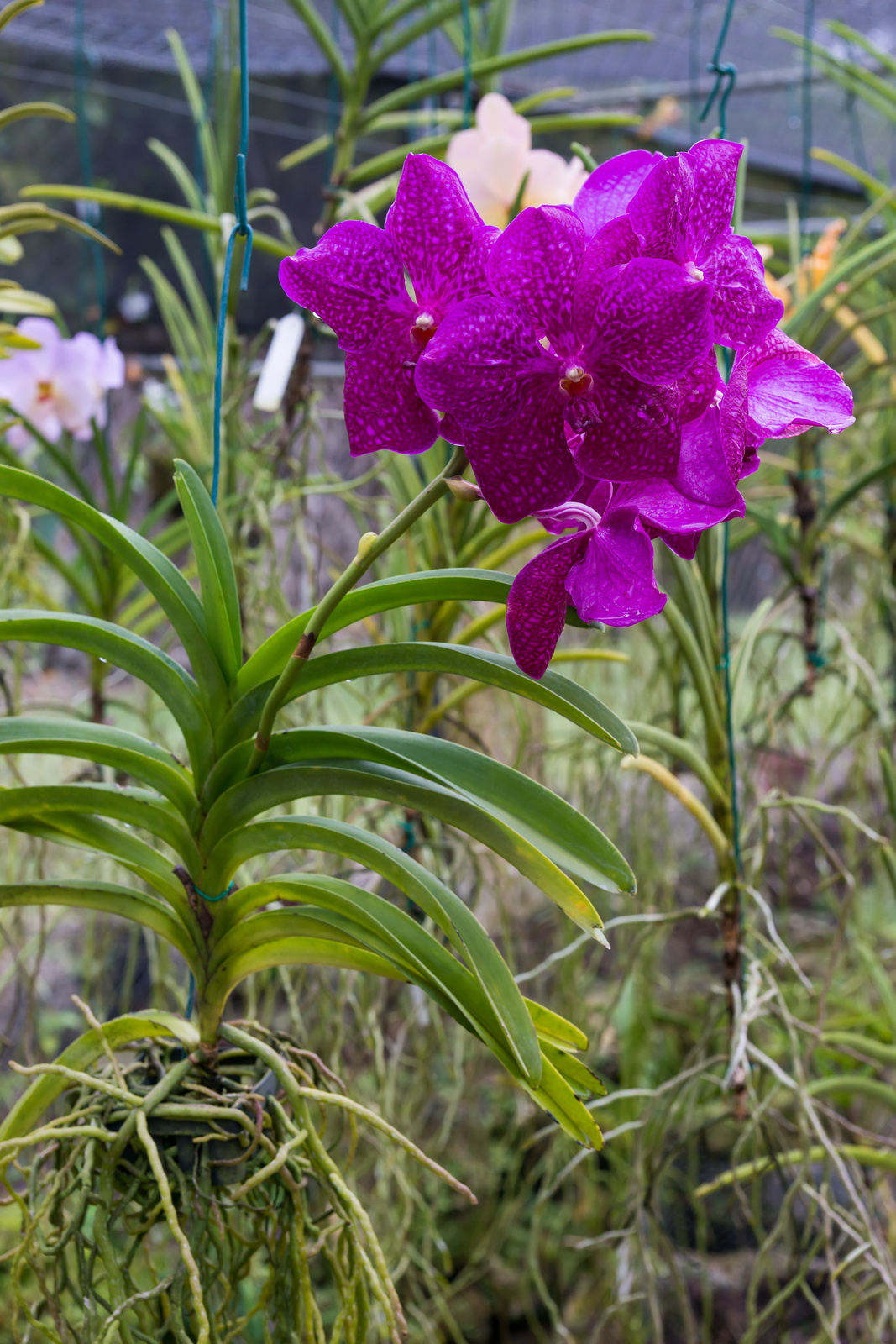 Orchid World - Barbados