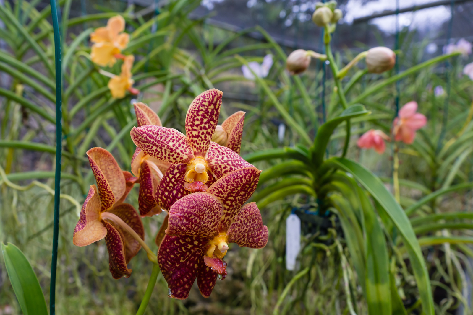 Orchid World - Barbados