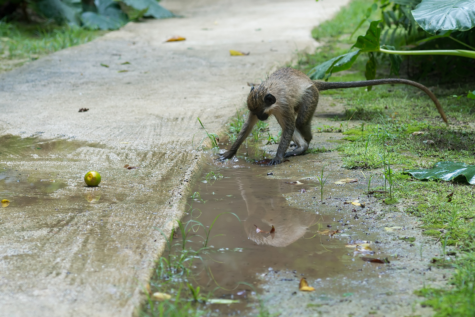 Welchman Hall Gully - Barbados