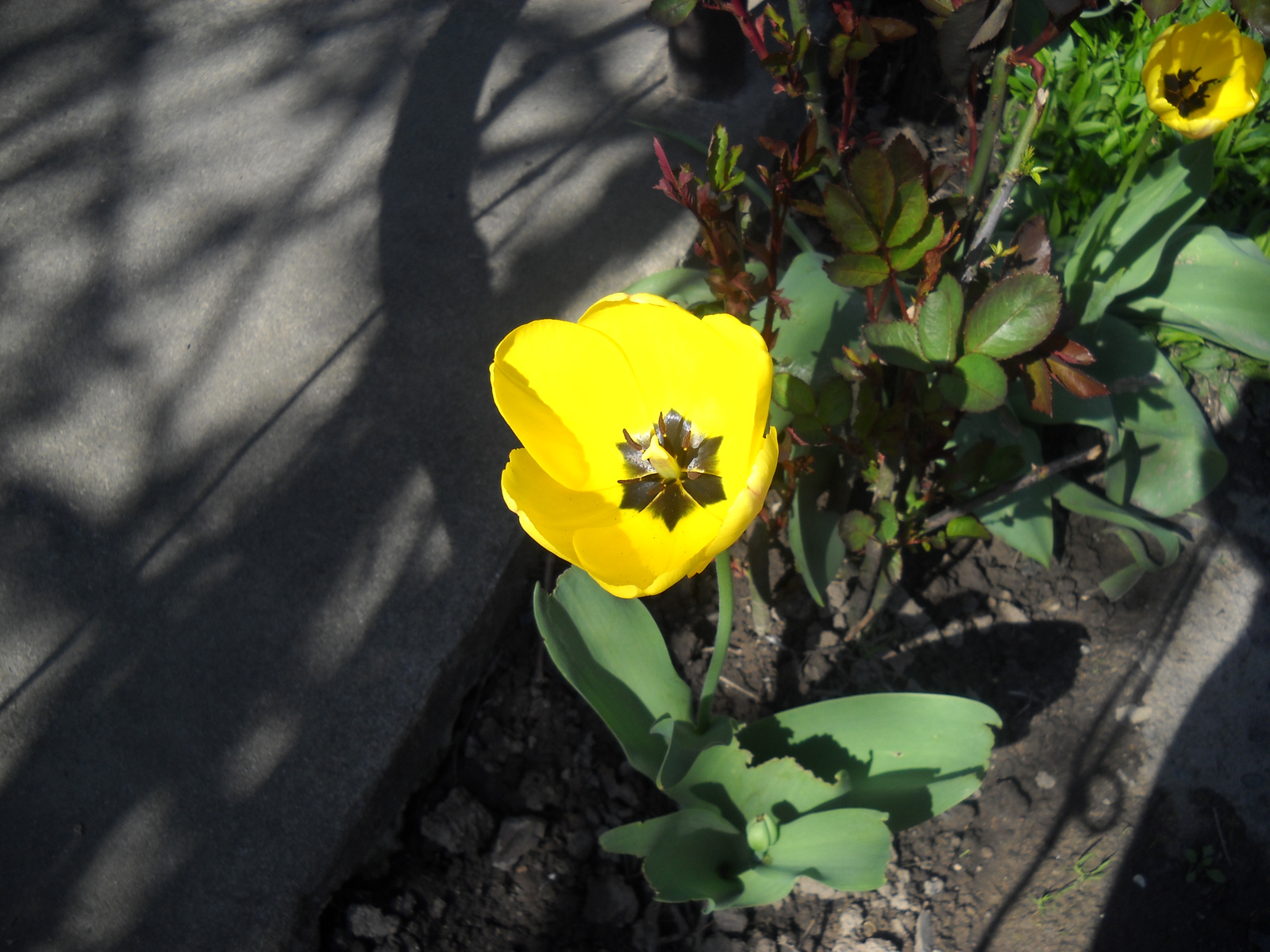 tulipán a kiskertben