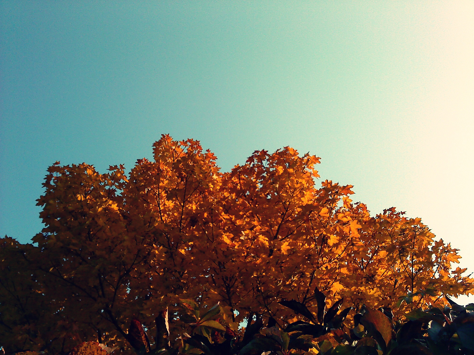 Autumn.