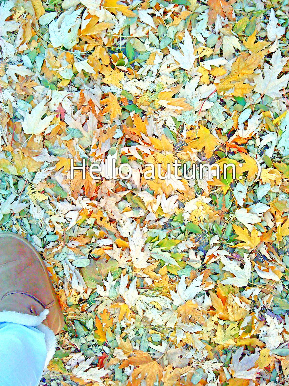 Hello Autumn:)