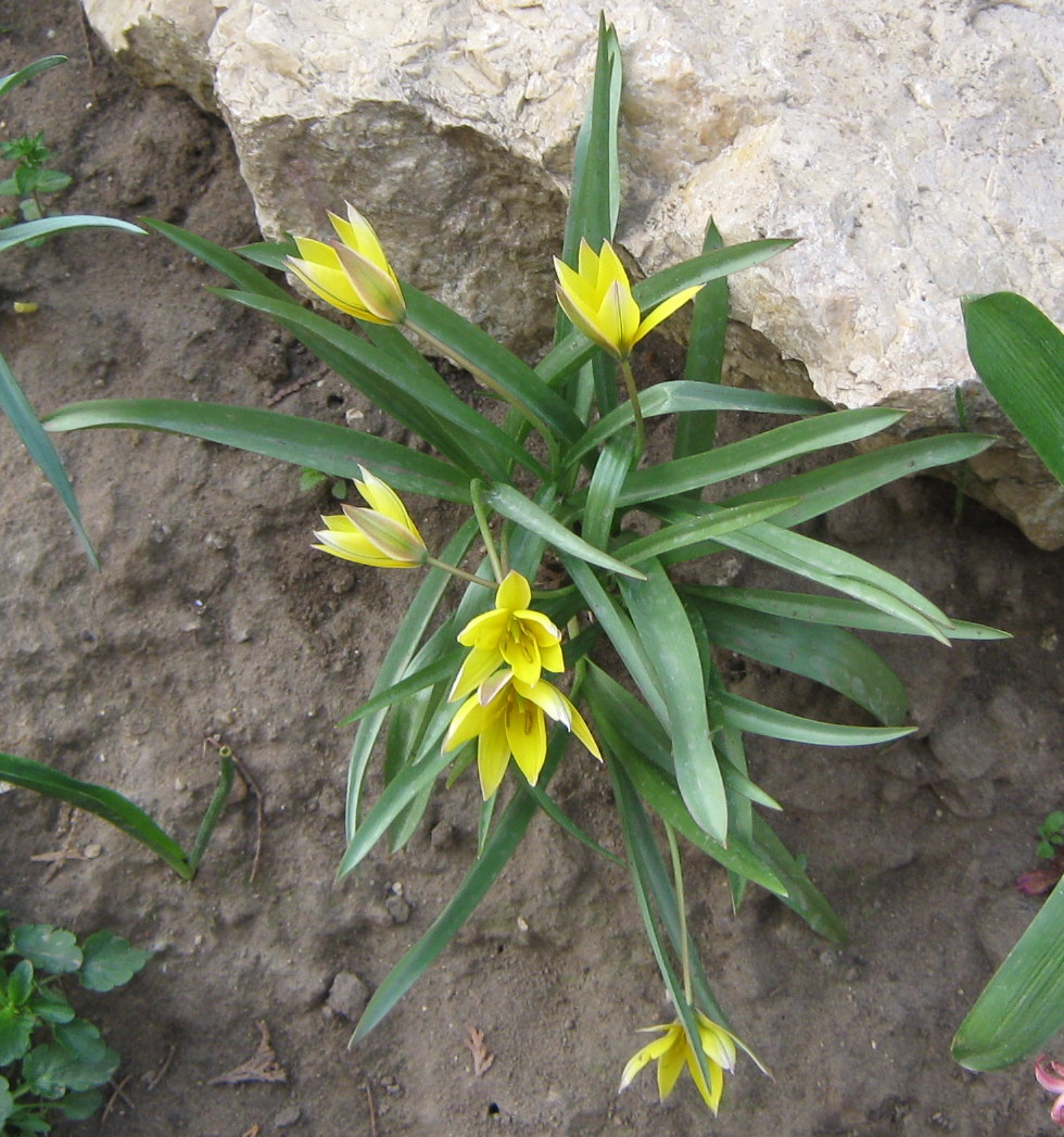 Tulipa tarda (kétszinű tulipán)