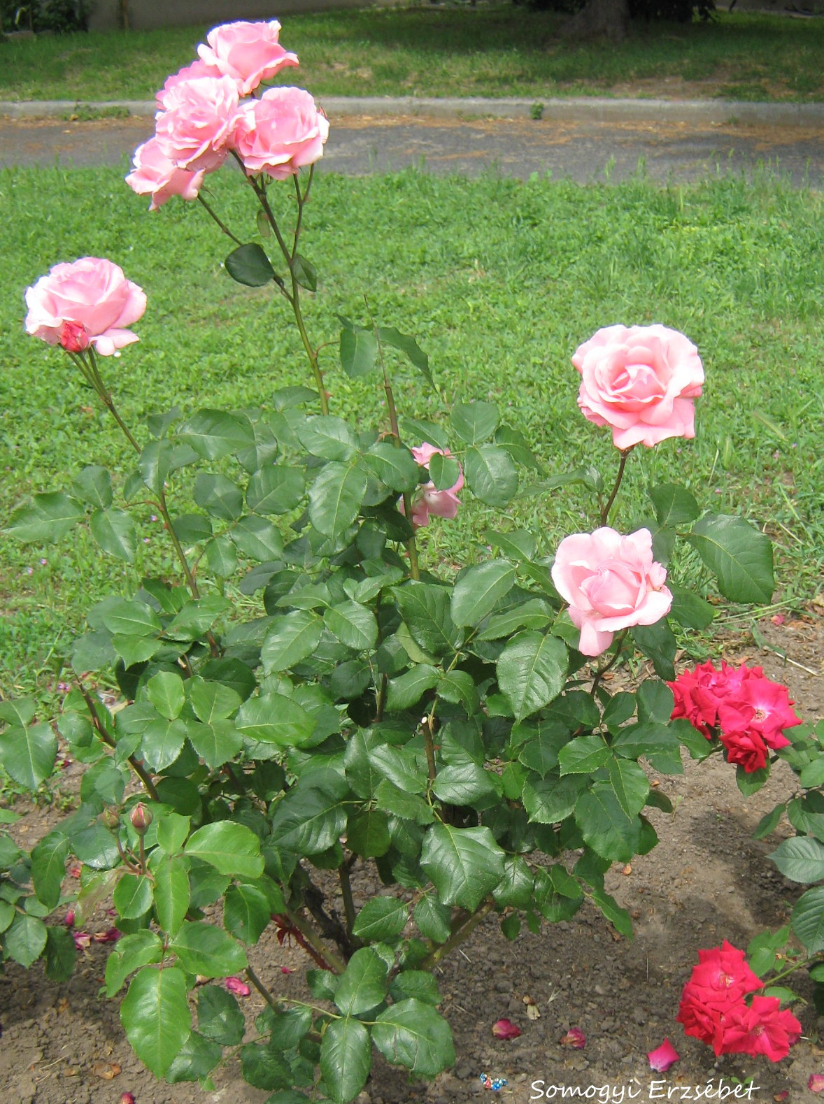 Rózsaszín rózsabokor