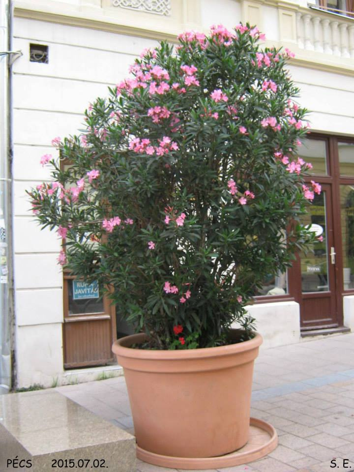 Virág Pécsen