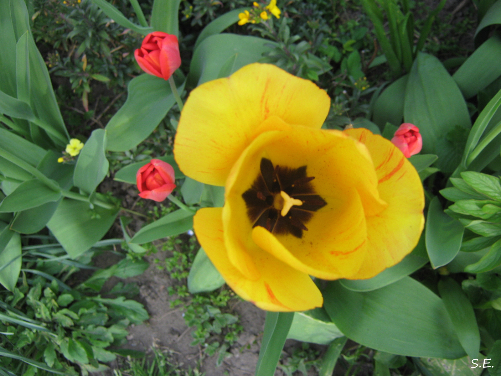Sárga tulipán a pirosak között.