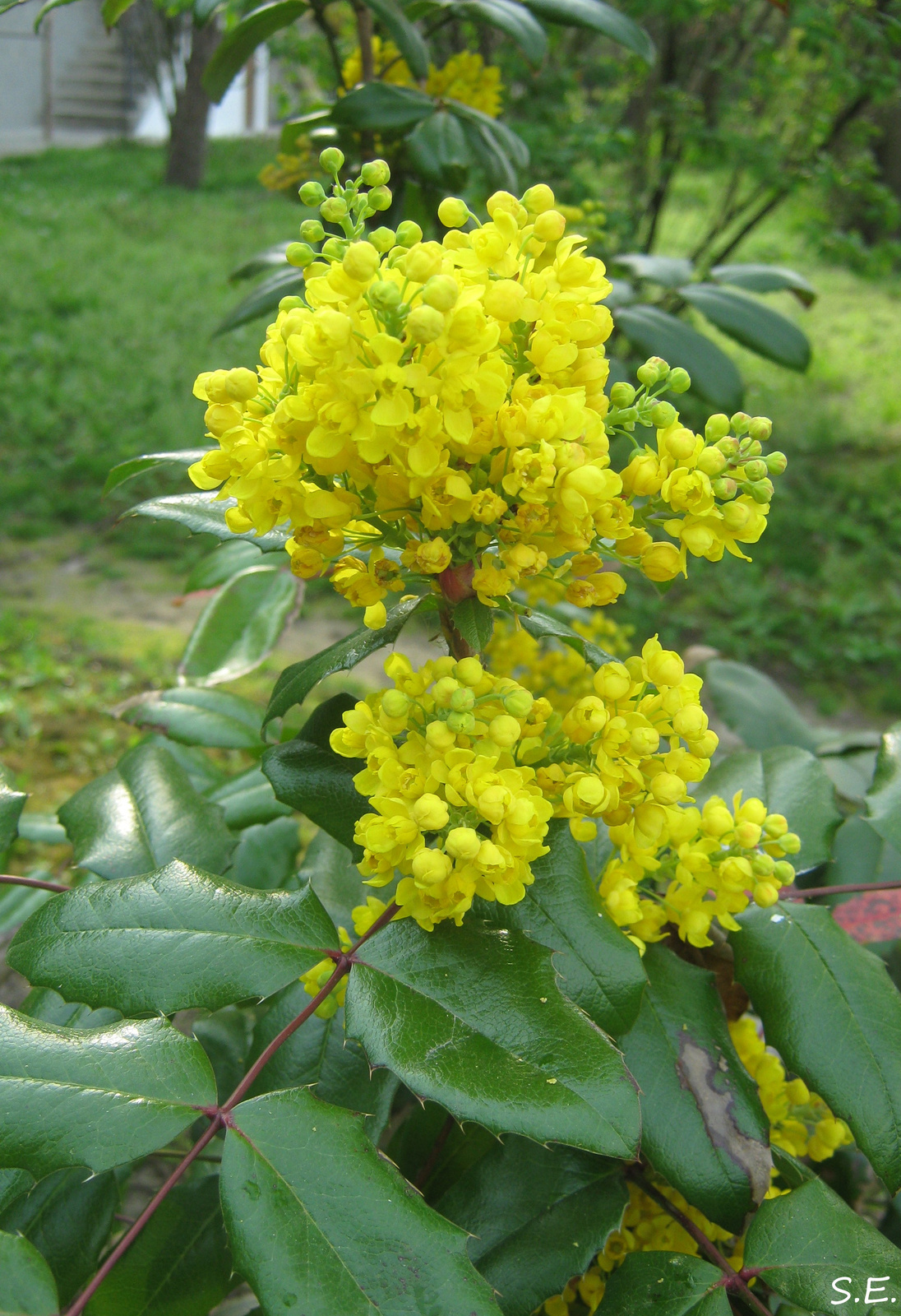 Mahonia nervosa