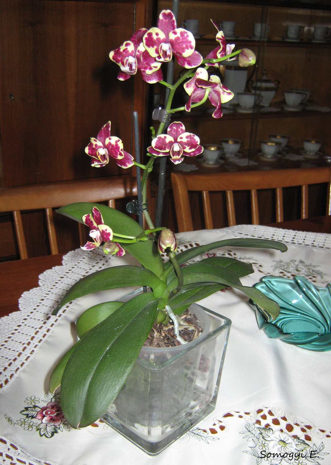 Orchideám.