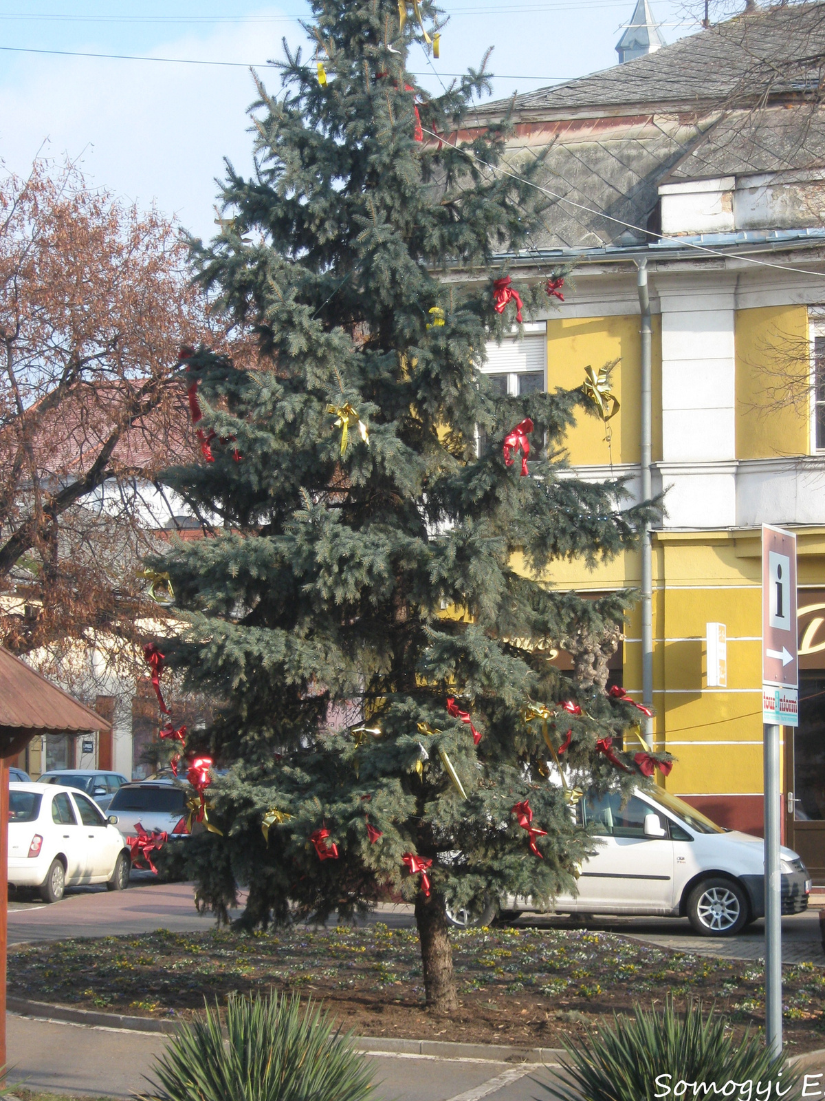 A város fenyőfája 2017-ben.