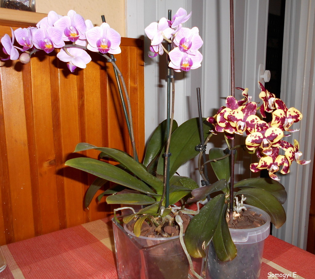 Orchideáim.