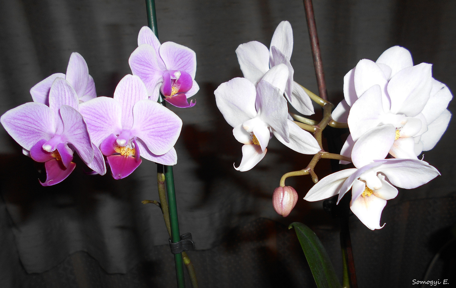 Orchideáim.