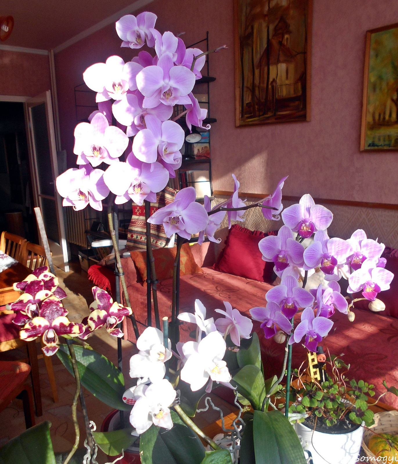 Orchideáim.