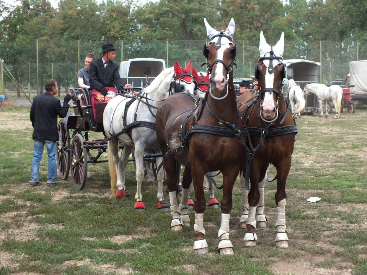 027- Fogathajtás Tiszafüred 2012.08.11.- lovak