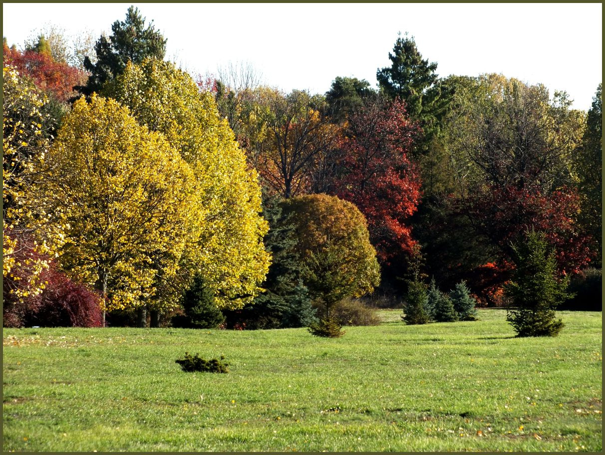 A TISZAIGARI ARBORÉTUM- 004.