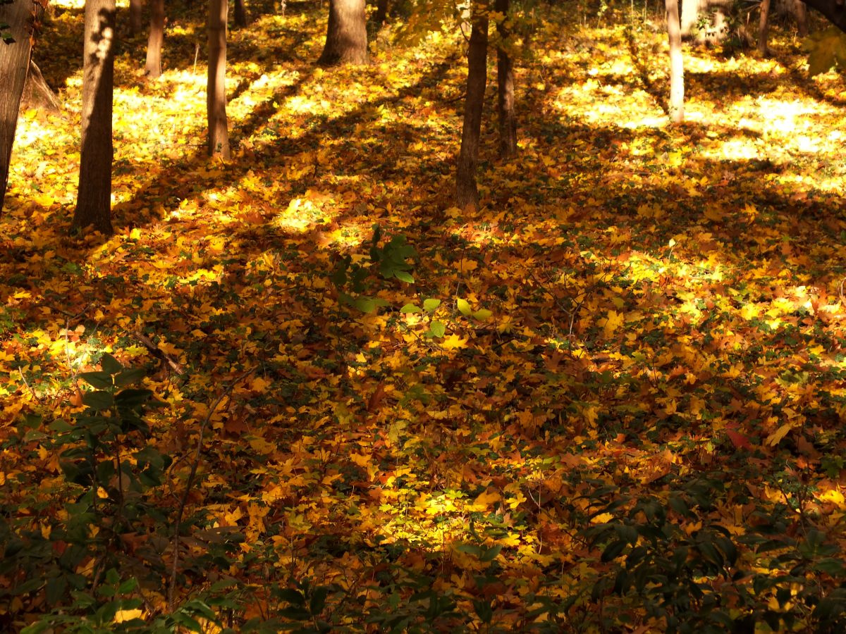 A TISZAIGARI ARBORÉTUM- 008.