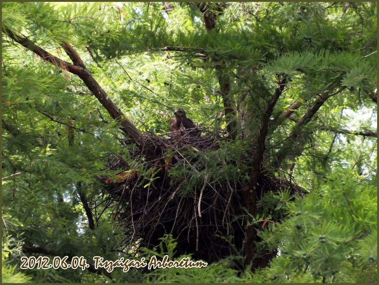 A TISZAIGARI ARBORÉTUM- 042.