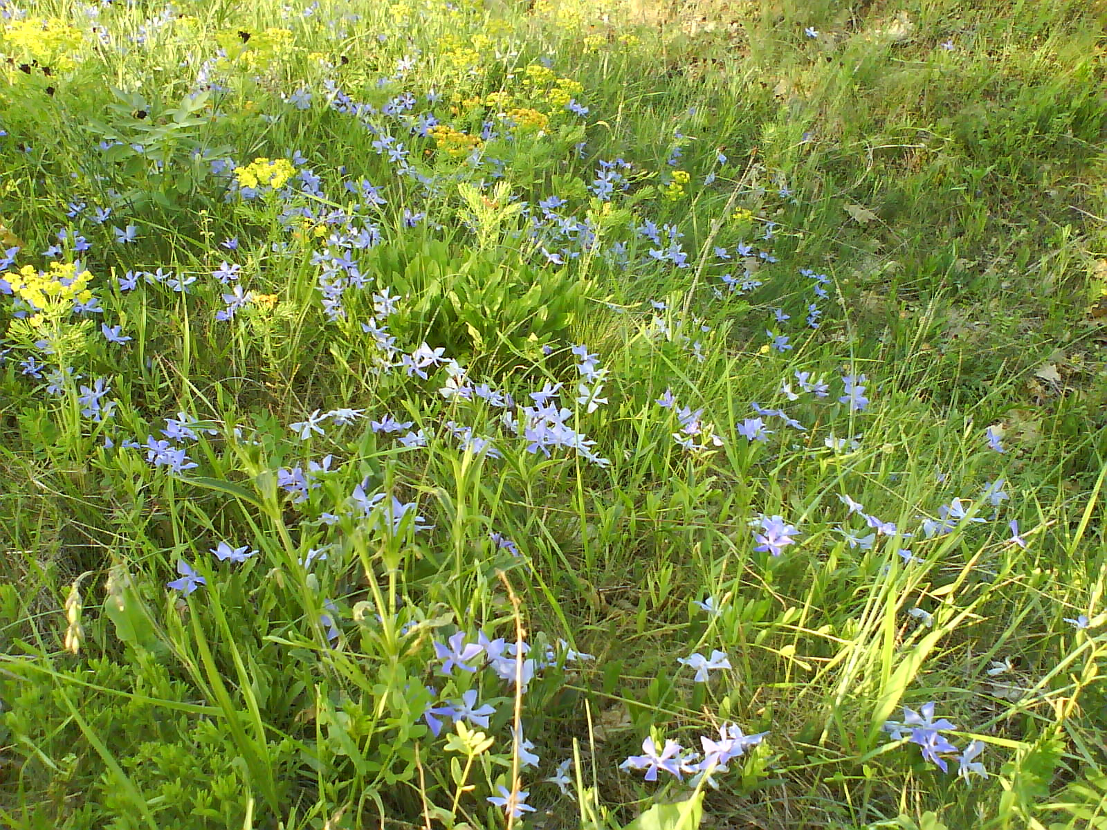 18.18 tavaszi virágpompa