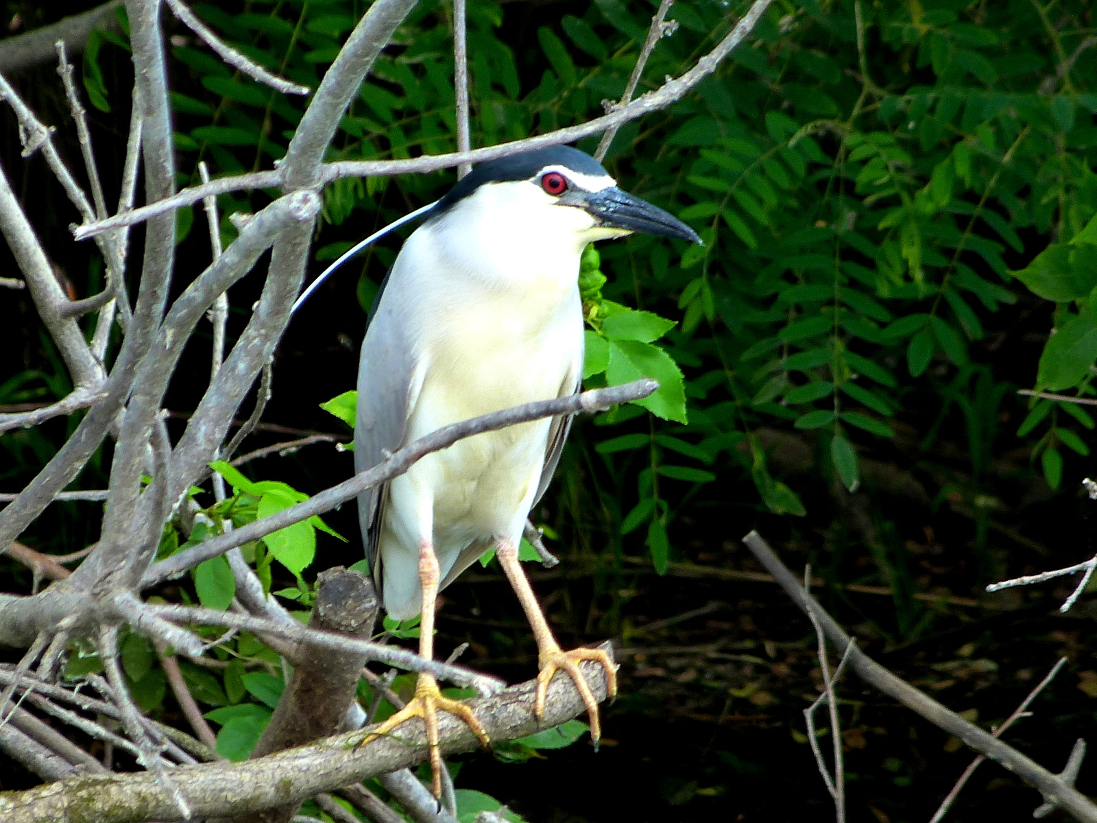 Bakcsó (Nycticorax nycticorax)