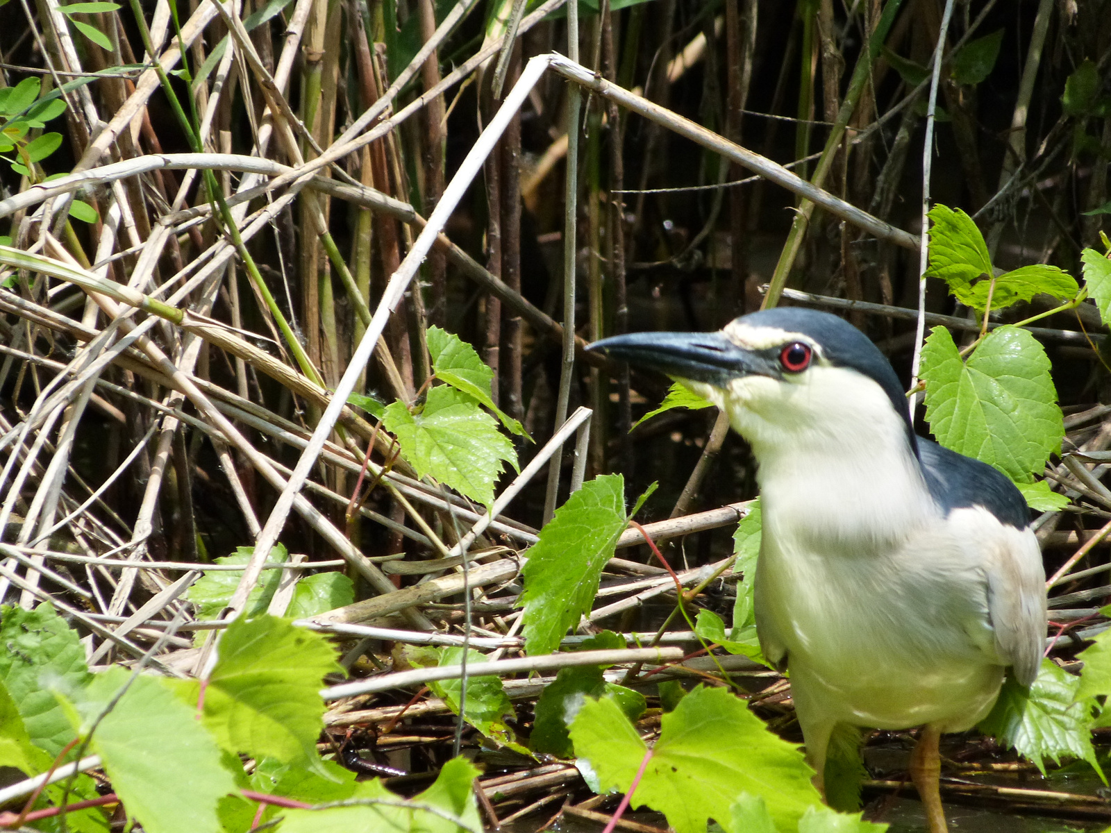 Bakcsó (Nycticorax nycticorax)