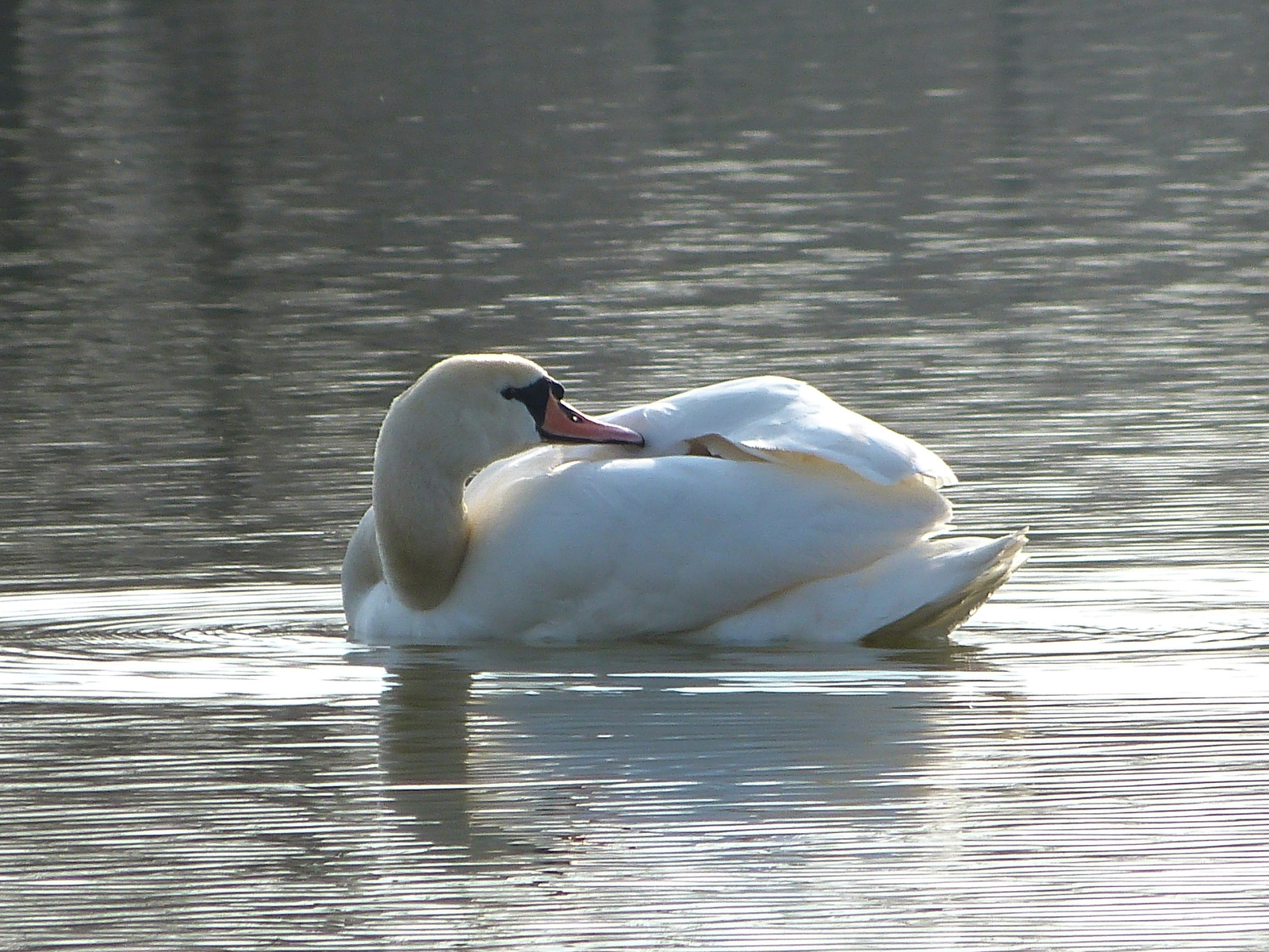 Hattyúk. Tisza-tó.