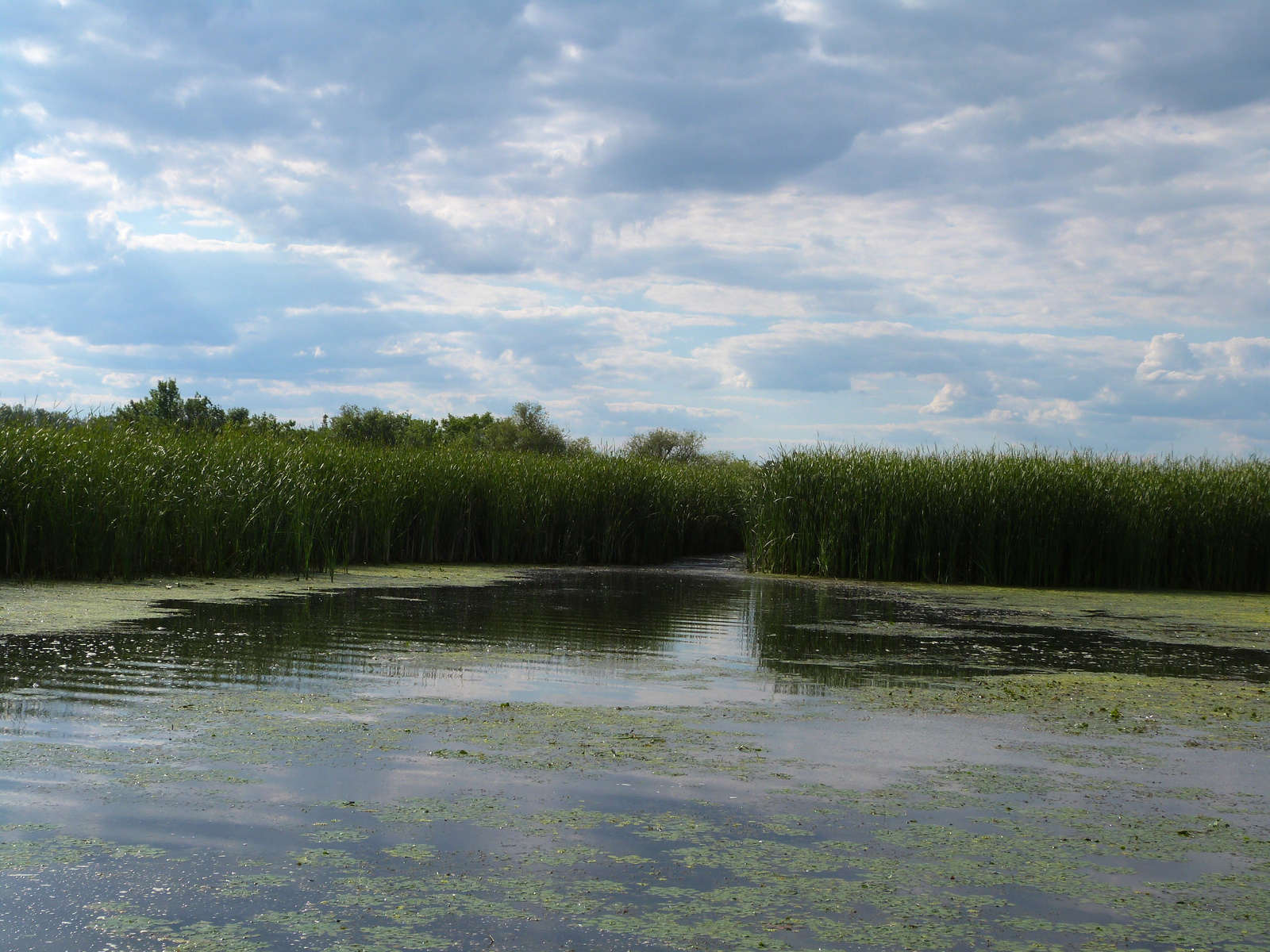 Tisza-tó. Poroszlói öböl.