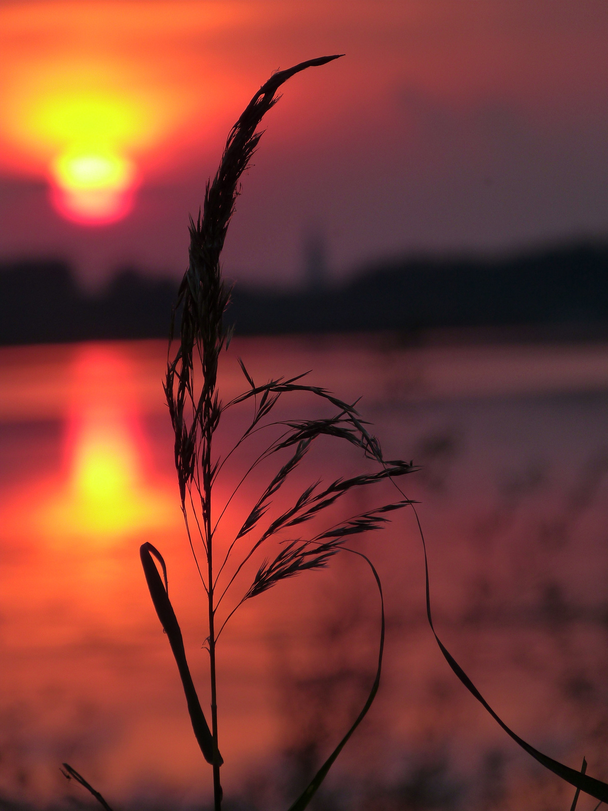 Tisza-tó. Napkelte.