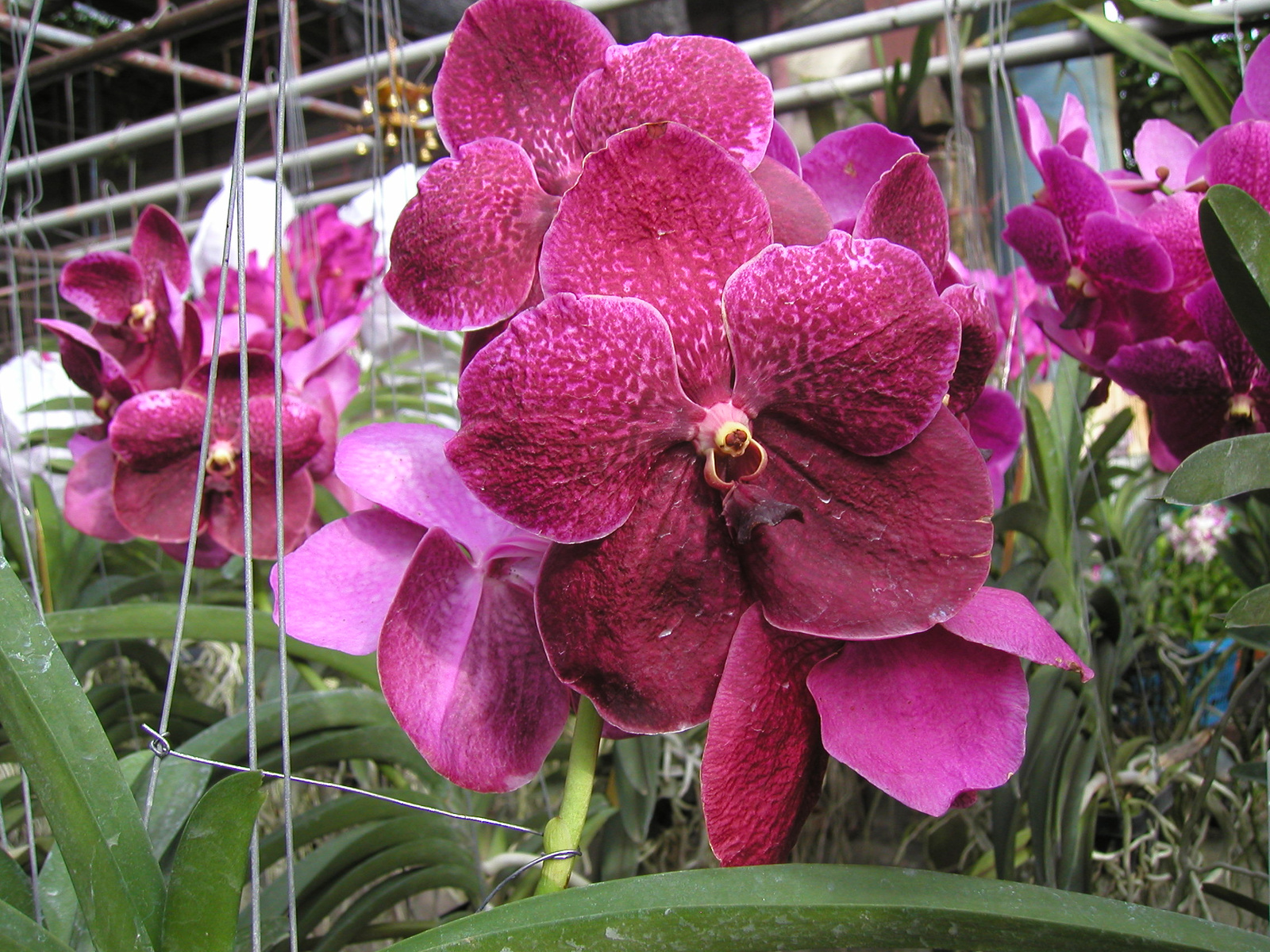 Vanda Roberts Delight Red Black