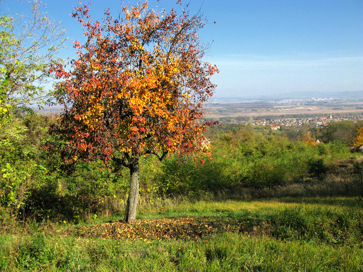 111105 OKT Vállus-Tapolca 4858