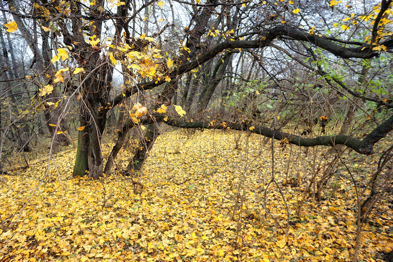 121117 NEX5N OKT Tömörd-Szeleste 0676