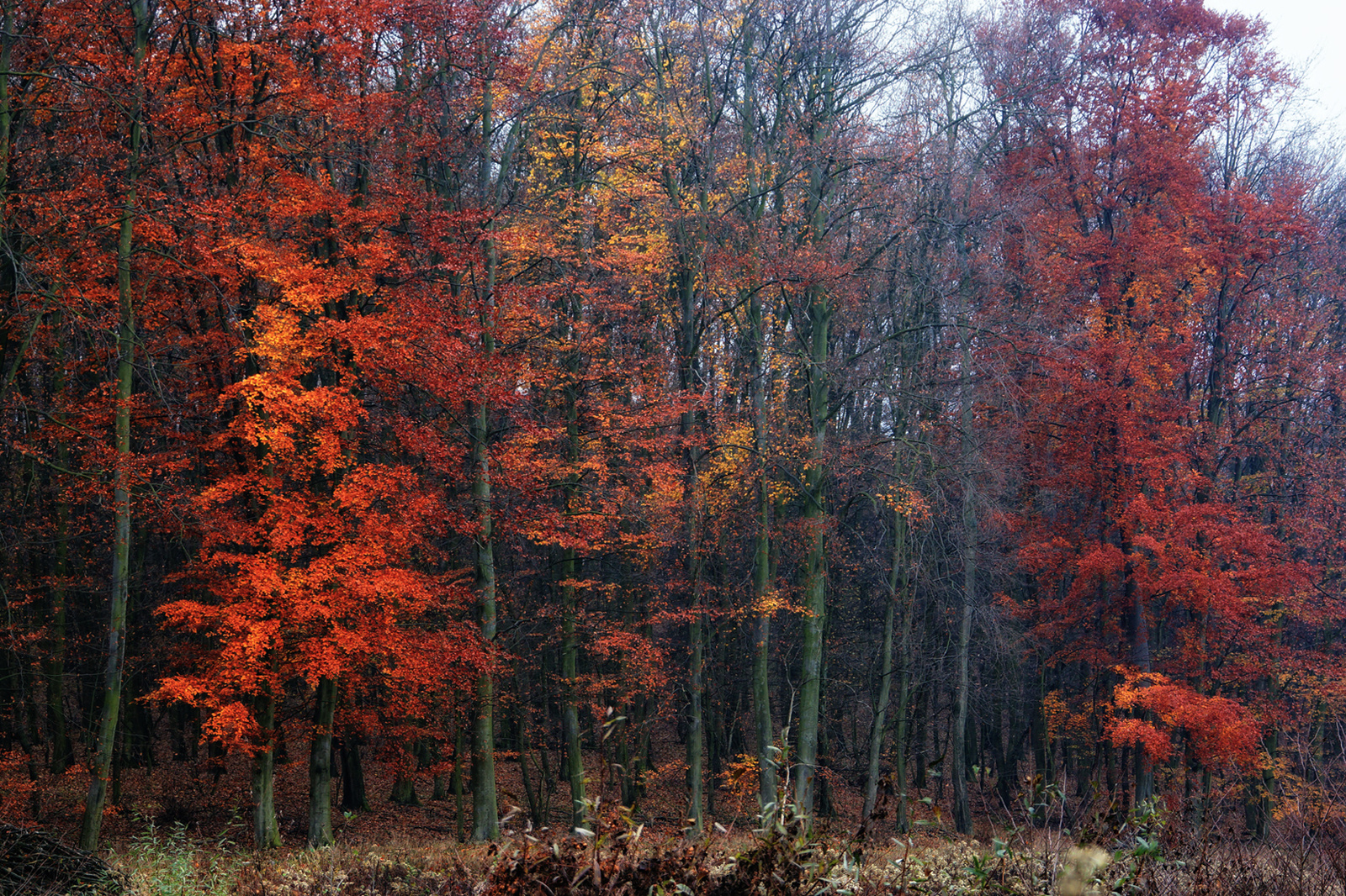 1221118 NEX5N OKT Káld-Szajki tavak 0826