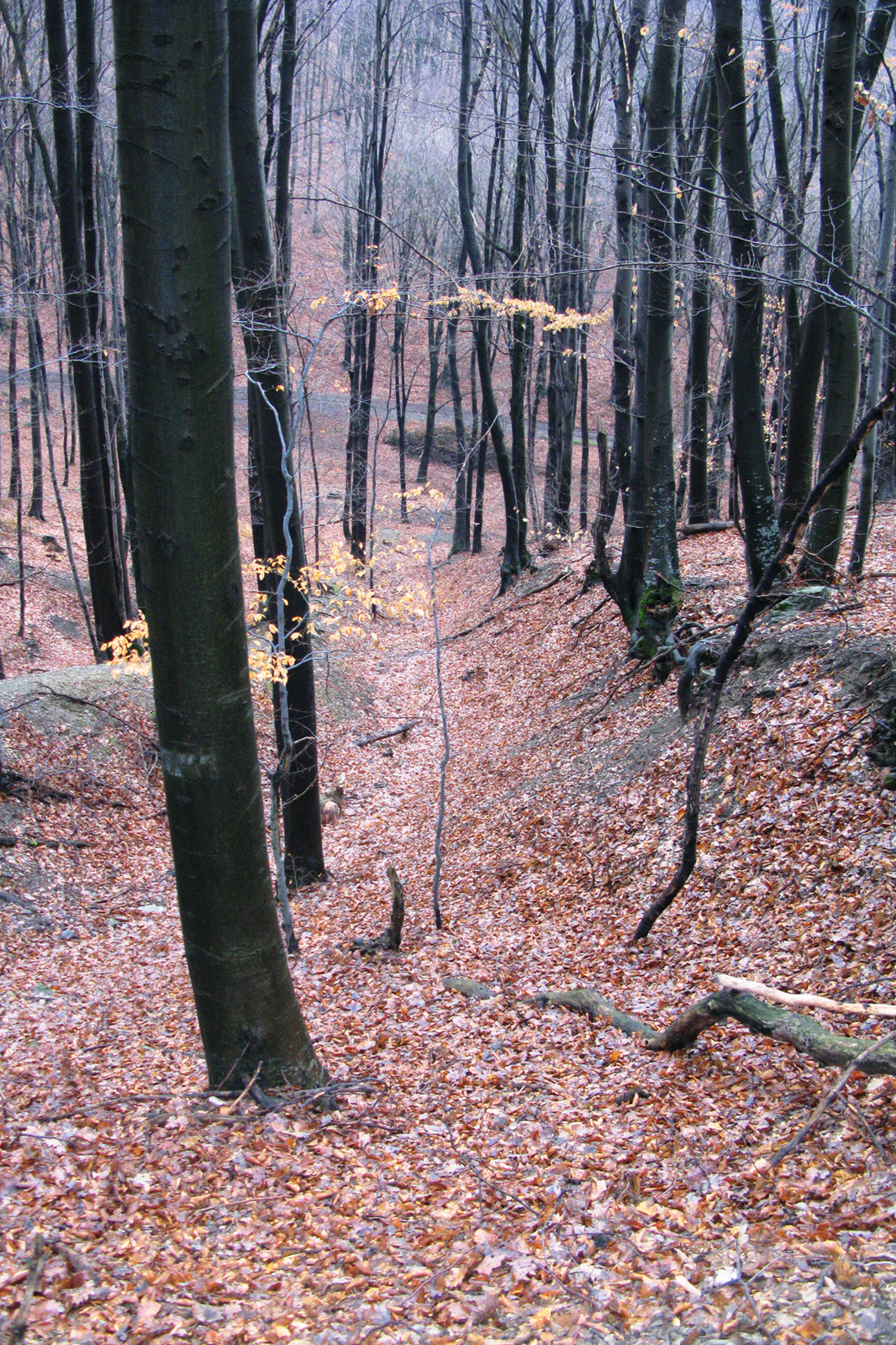 130309 G9 OKT Bánkút-Bélapátfalva 6098