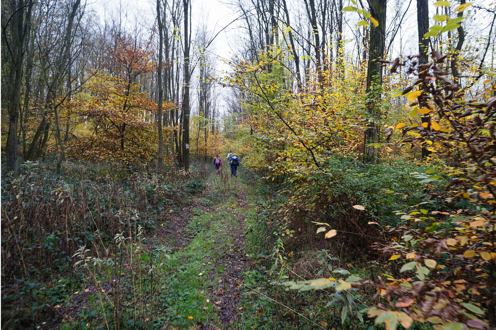 131109 NEX5N OKT Szajki-tavak - Ötvös 4997