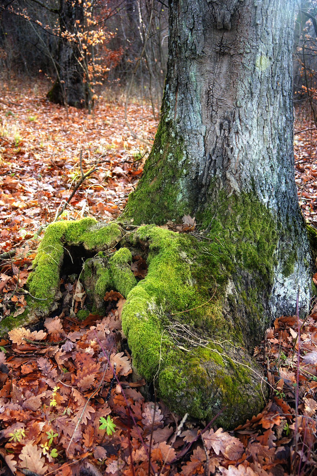 131229 NEX5N OKT Bélapátfalva-Szarvaskő 5428