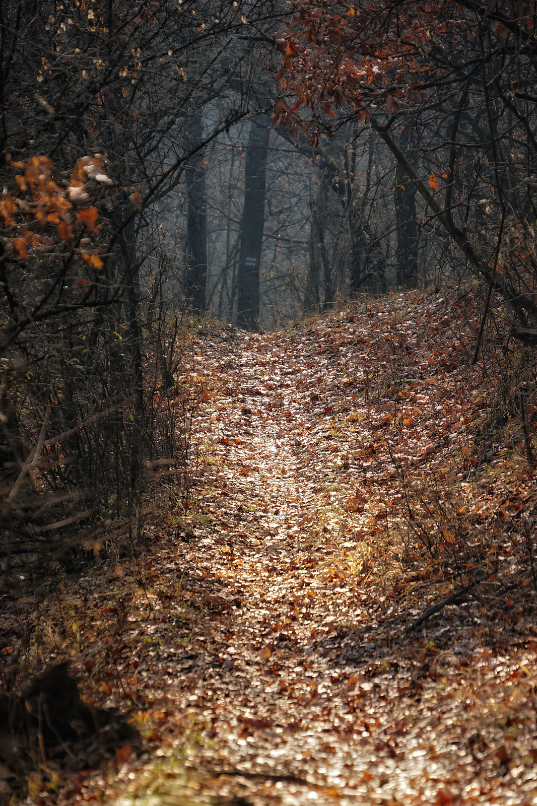 131229 NEX5N OKT Bélapátfalva-Szarvaskő 5507