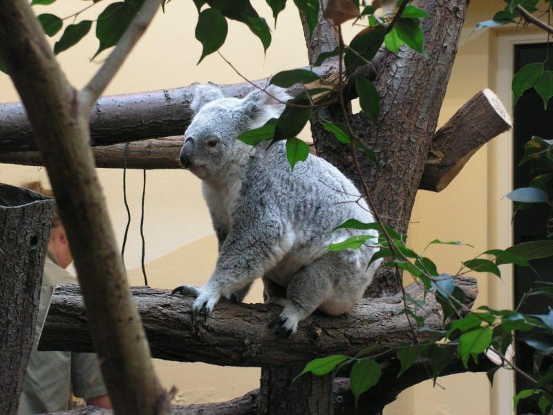 Koala 02