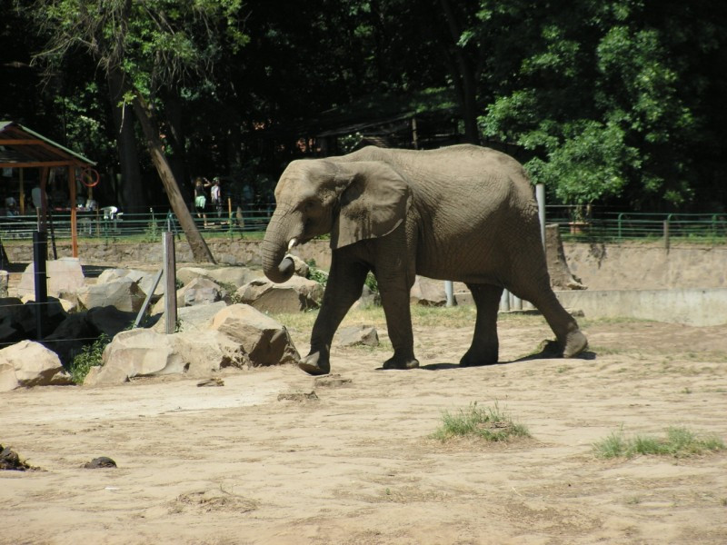 Elefánt2
