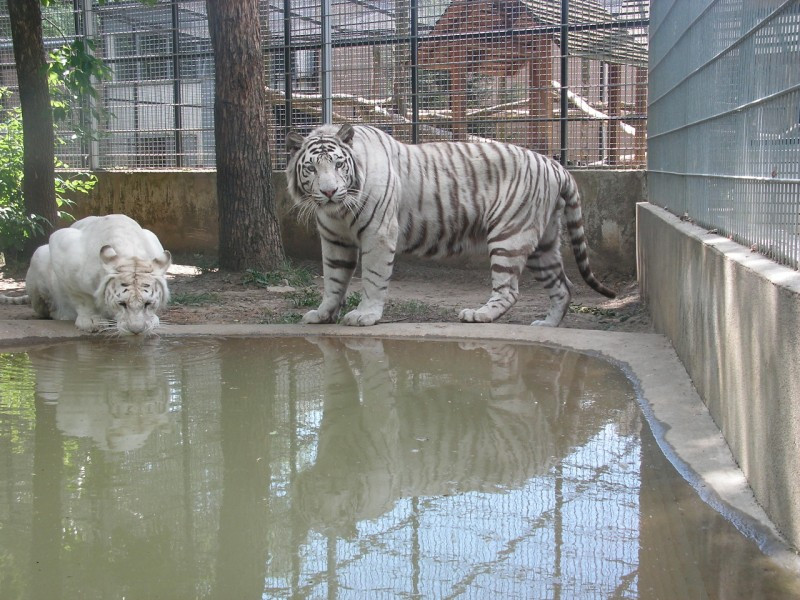 Fehér tigris2