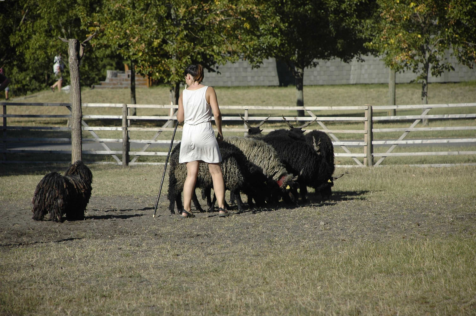 2012 08 20 kistelek opusztaszer.119