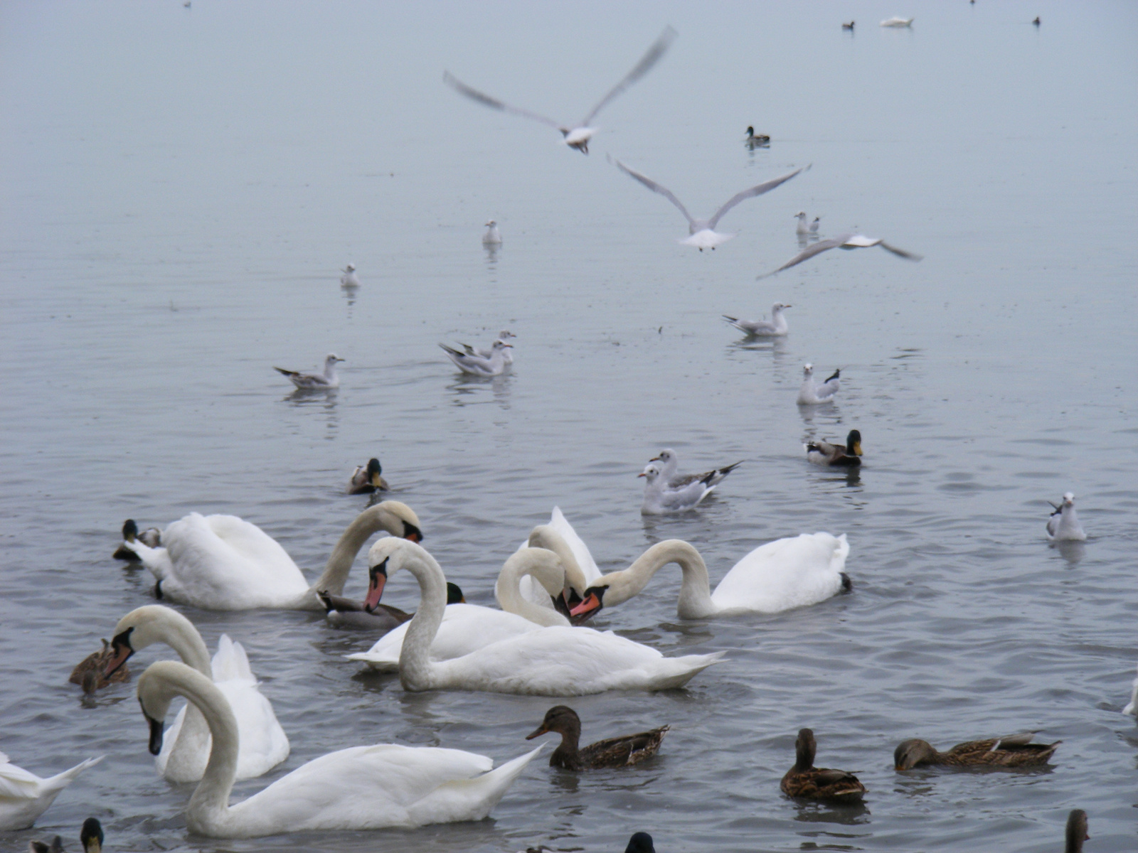 2012 10 12 15 balatonon oszoles.100