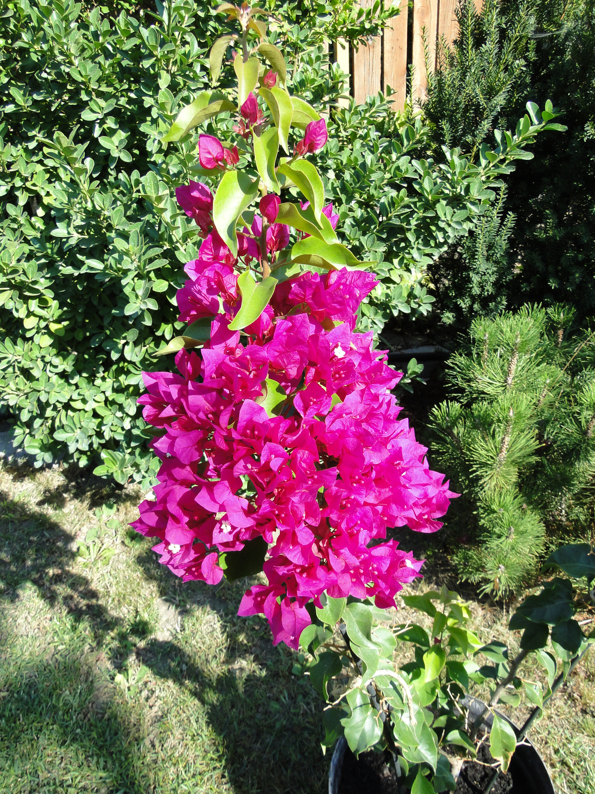 Bougainvillea