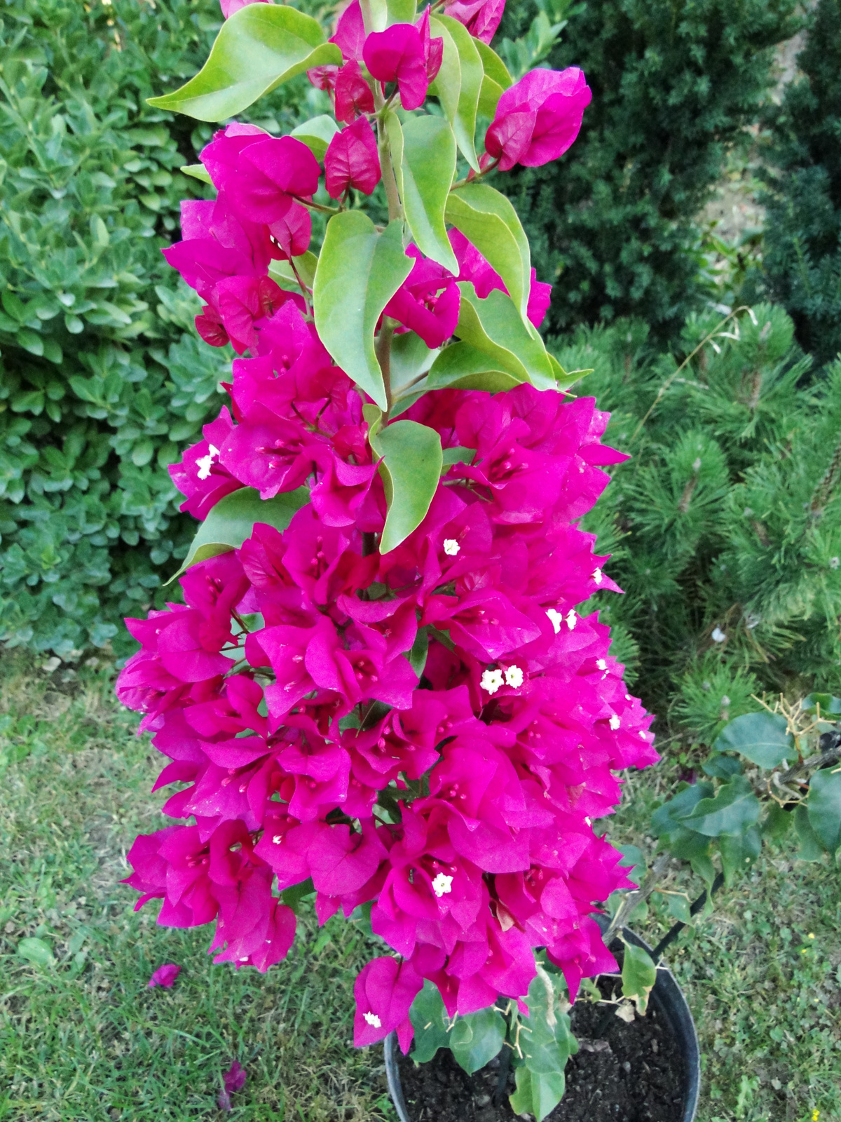 Bougainvillea