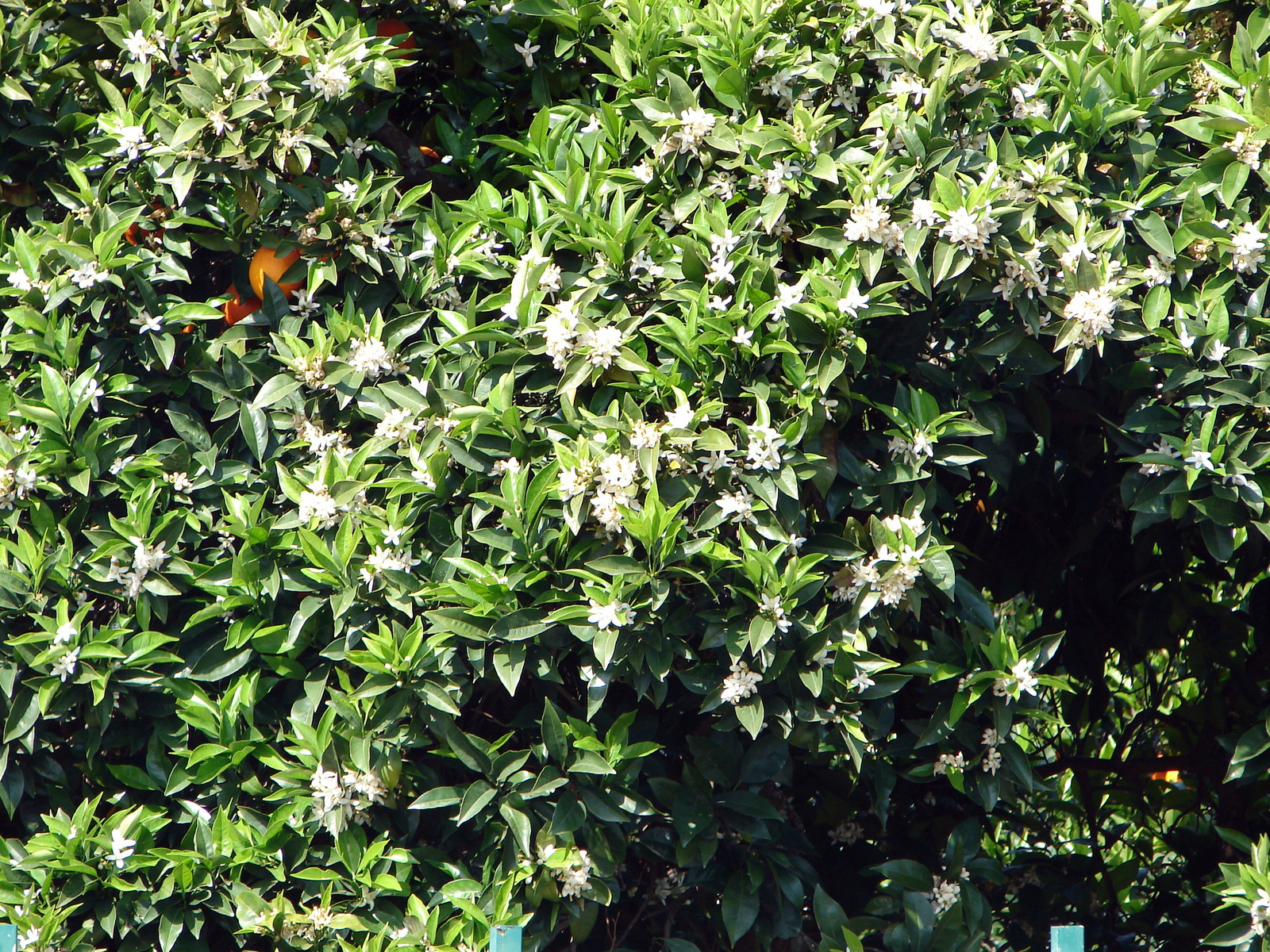 Chamusca, Virágzó narancsfa