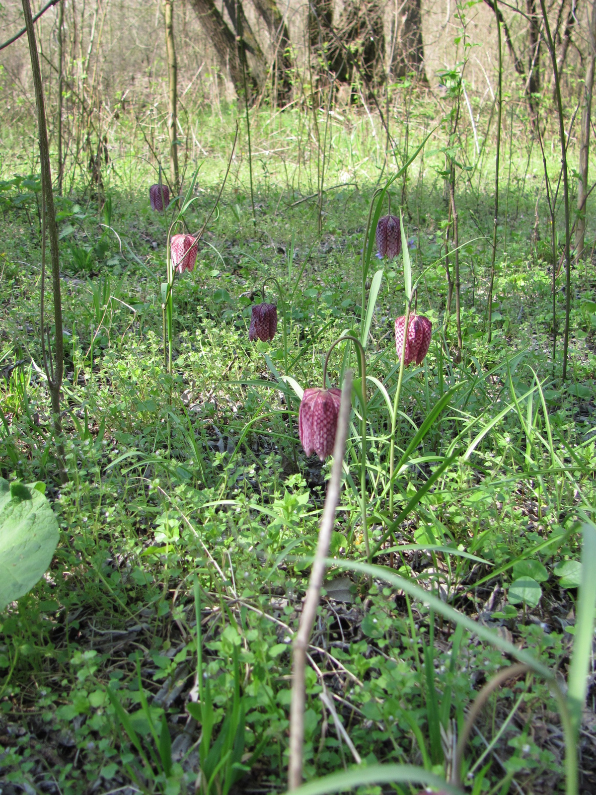 2011.04.03.Kockás liliom Dráva menti bicajtúra