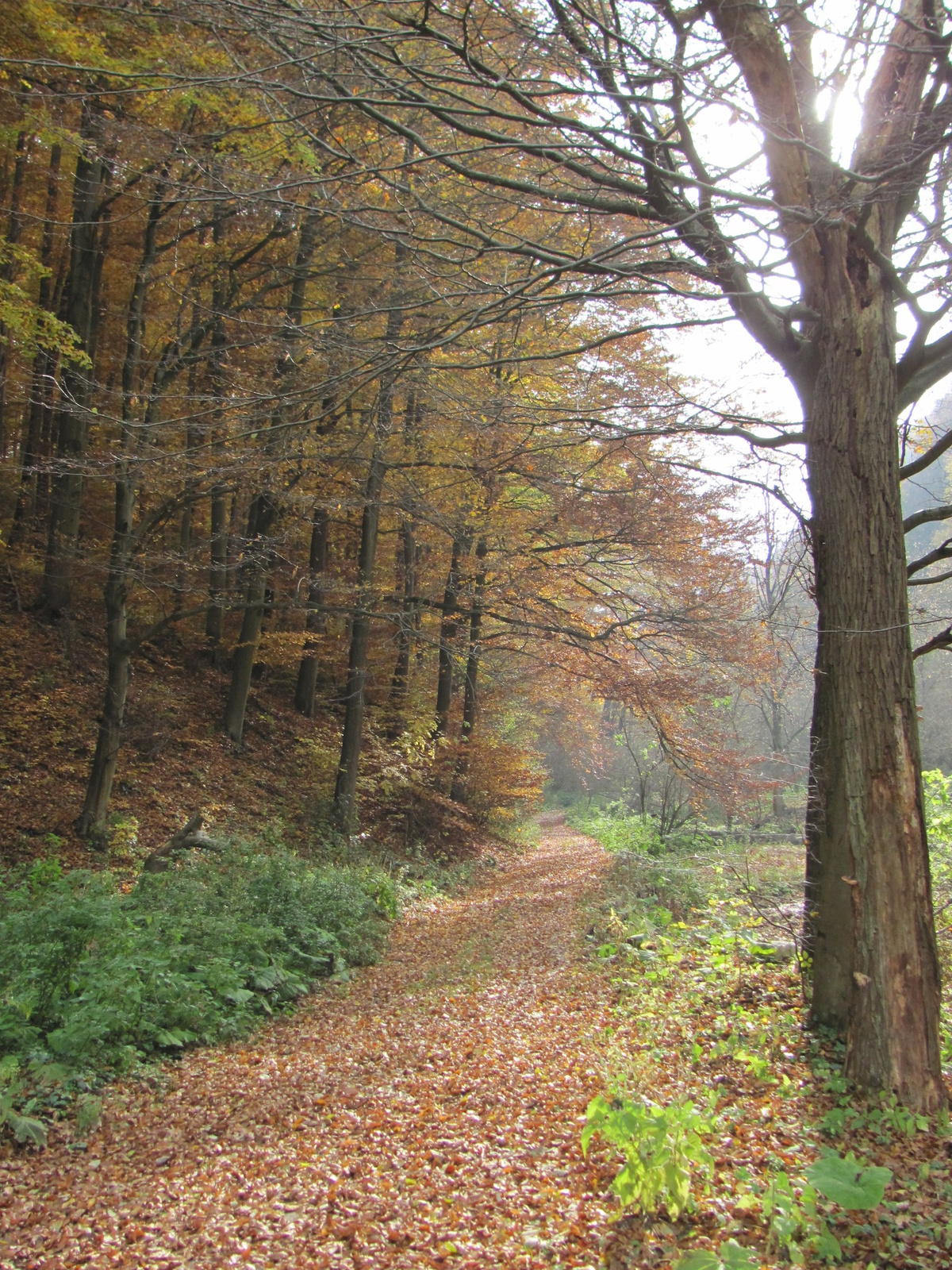 2011.11.06.Orfű-Pécs 055