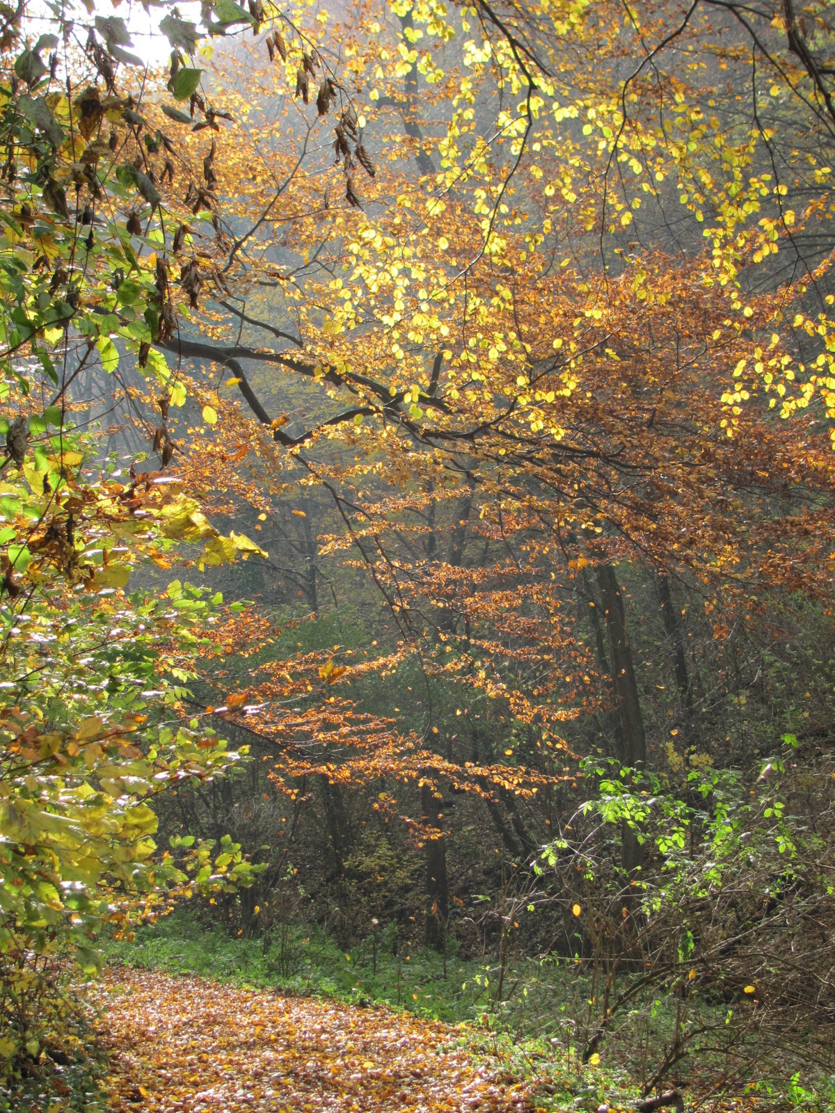 2011.11.06.Orfű-Pécs 057