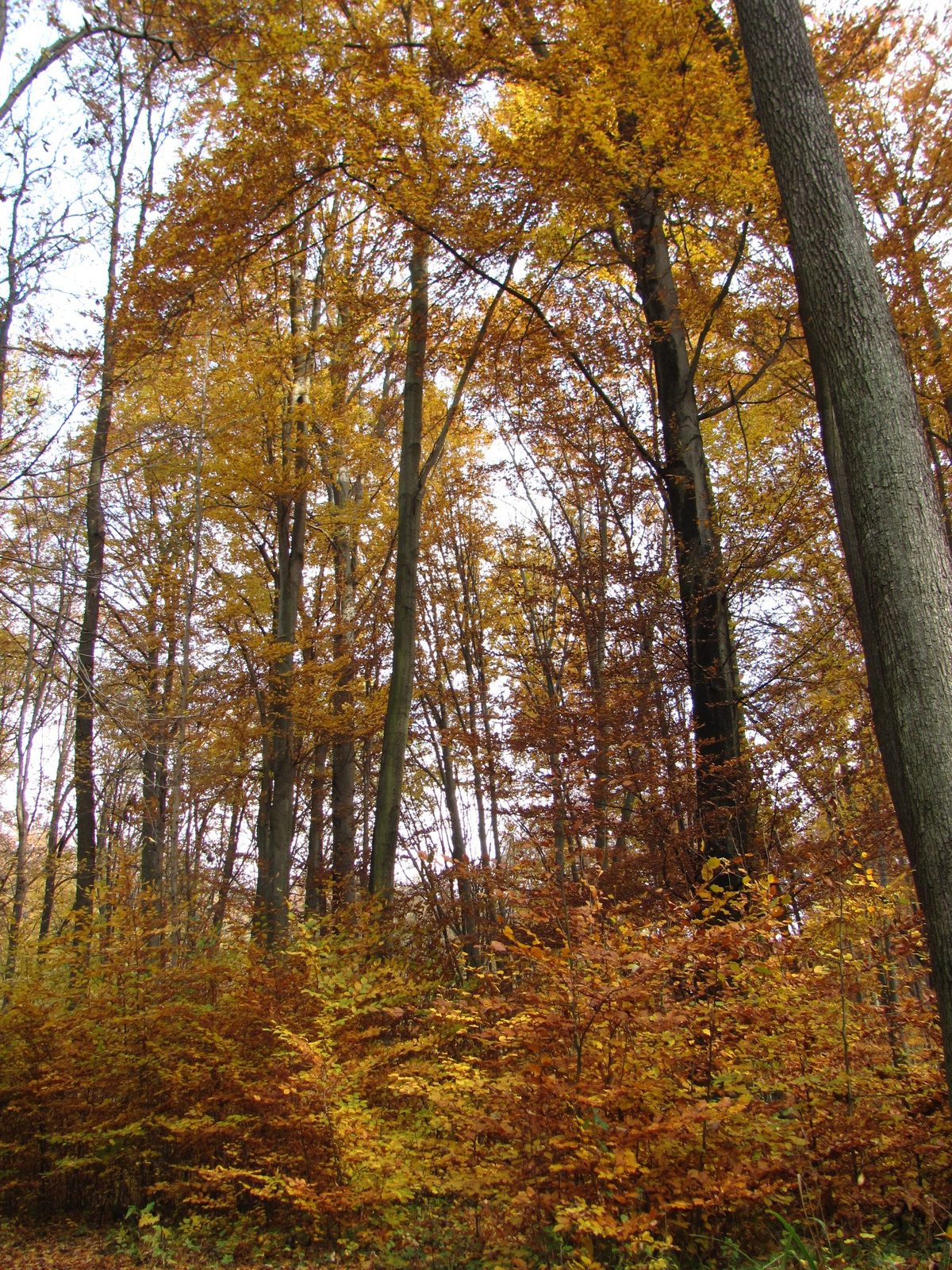 2011.11.06.Orfű-Pécs 117