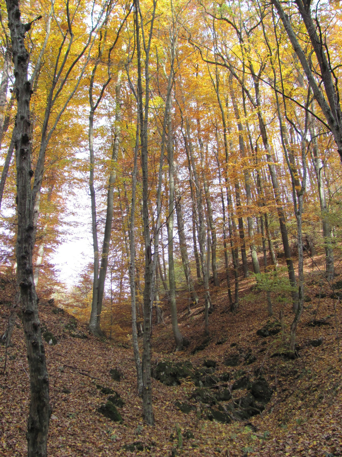 2011.11.06.Orfű-Pécs 015